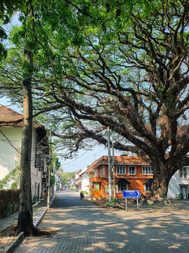 Fort Kochi, Kerala India - March 10, 2022: Street in Fort Kochi with a  large tree. Stock Photo | Adobe Stock