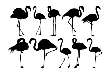 Set of flamingos silhouettes drawing on a white background. © Elenapro