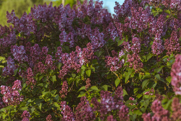 Obraz premium Beautiful blooming garden lilac flowers