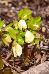 咲き始めのクリスマスローズ