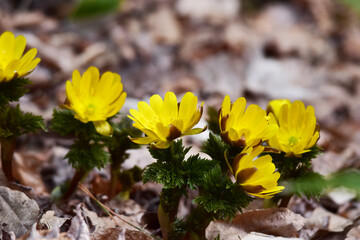 枯野にフクジュソウ