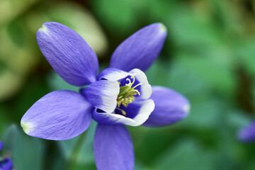 オダマキの花　アップ