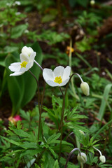 白いアネモネ　シルベストリス