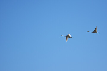 青空を飛ぶ冬の白鳥