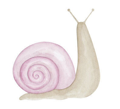 Pink Snail Watercolor Hand Drawn Illustration. Animal Clipart Element Isolated On White Background.