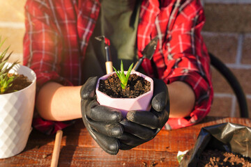 Transplanting flowers into a new pot. Soil and drainage, planting tools. 