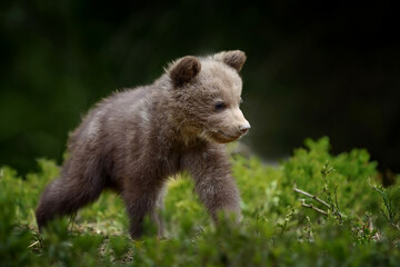 Young brown bear in the forest. Animal in the nature habitat