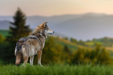 Wolf stands in the grass and looks into the distance against the backdrop of mountains