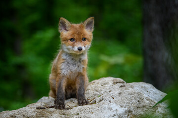 Red fox, vulpes vulpes, small young cub in forest on stone. Cute little wild predators in natural environment