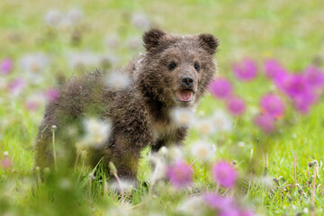 Brown bear cub on the summer meadow with flowers