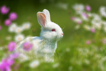 Funny little white rabbit on spring green grass with flowers
