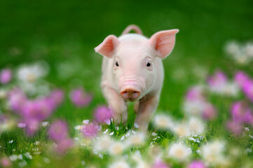 Funny piglet on spring green grass with flowers on a farm