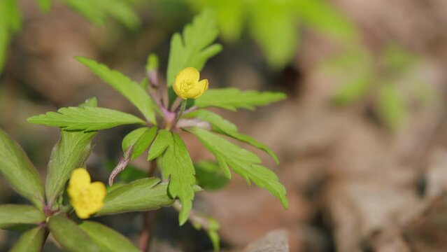 Small yellow flowers in the spring forest. Landscape flower in the forest.