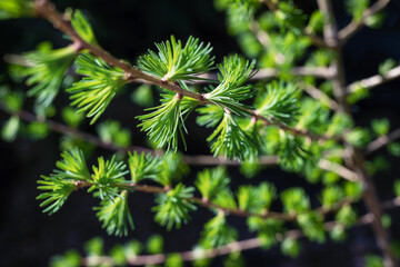 Young larch needles on a dark background in spring. Close-up with selective focus.