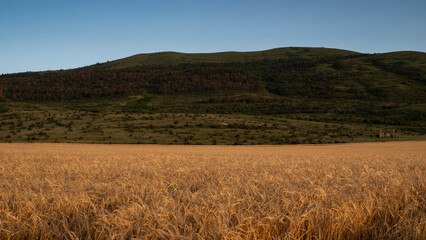 Fototapeta premium Wheat field at sunset. A mountain range on the horizon. Peaceful rural landscape.