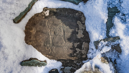 Ancient carvings are visible on the flat stone: a strange animal with very long claws. Lichen spots on the weathered surface. Snow all around. Rock art Kalbak- Tash. Altai