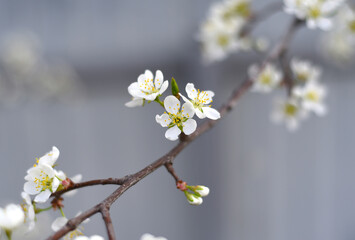 Apple tree flowers on a spring day