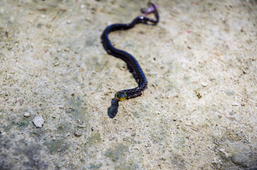 Closeup of rhabdophis tigrinus, kkotbaem, yamakagashi snake crawling on the sandy ground. Venomous tiger keelback snake raised its head from the mud.