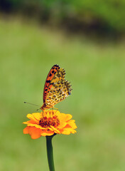Side view of the Indian fritillary butterfly of the nymphalid or brush footed family sitting on the zinnia or daisy flowers.