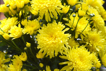 Many yellow chrysanthemums from Da Lat Vietnam. local market