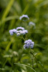 Billygoat weed (Ageratum conyzoides) in the middle of the park