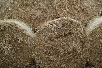 golden background of stock breeding design for harvest concept