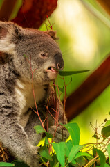 Fototapeta premium Koala feeding
