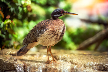 Obraz premium Sun Bittern