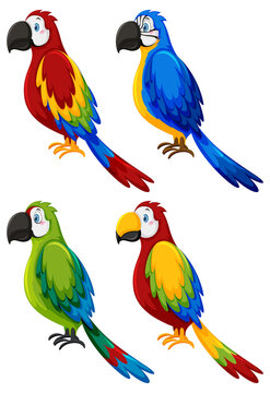 Set of different parrot birds in cartoon style