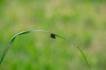 Housefly (Musca domestica) mating