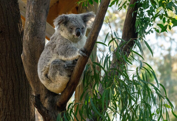 koala (Phascolarctos cinereus) © Tara