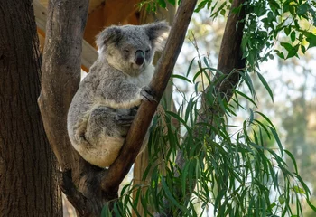 Fototapeten koala (Phascolarctos cinereus) © Tara