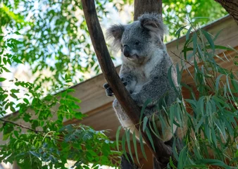 Keuken spatwand met foto koala (Phascolarctos cinereus) © Tara