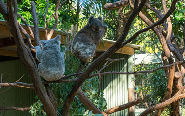 koala (Phascolarctos cinereus)