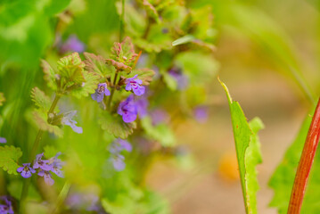 Wiosenne zakwity kwiatów © rozentuzjazmowany