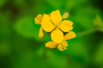 Kwitnący żółty kwiat