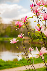 Zbliżenie na różowe kwiaty magnoli © rozentuzjazmowany