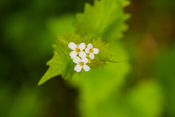 Wiosenne zakwity kwiatów © rozentuzjazmowany