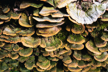 Bracket fungi close up growing on dead wood in the forest