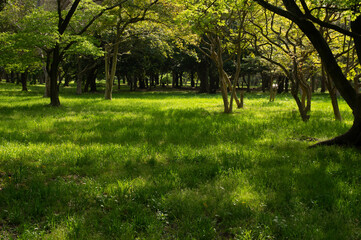 Naklejka premium 木陰