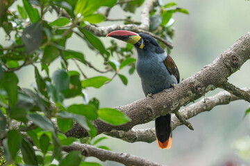 beautiful colored plate-billed mountain toucan (Andigena laminirostris) sitting n the branch very near in the cloud forest