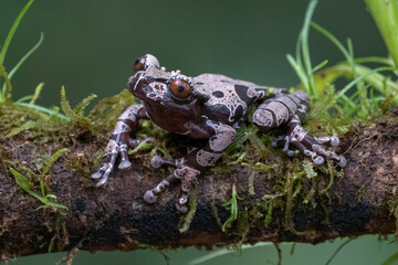 white-brown masked forest frog sitting on a log