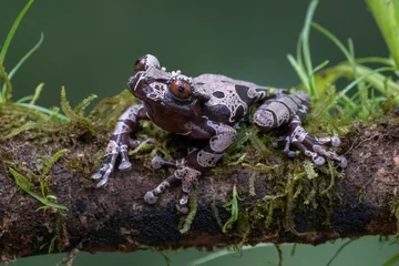 Gordijnen white-brown masked forest frog sitting on a log © vaclav
