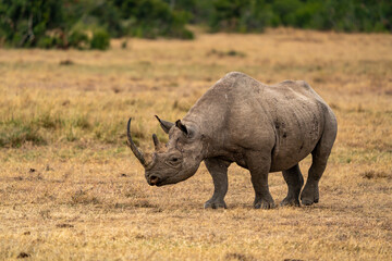 Obraz premium White Rhinoceros Ceratotherium simum Square-lipped Rhinoceros at Khama Rhino Sanctuary Kenya Africa.sunset