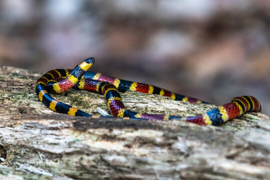 Costa Rican coral snake common snake distributed from the east and southeastern Caribbean in Nicaragua to Caribbean in Panama. In Costa Rica it is found in tropical and subtropical rainforests