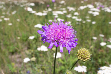 Obraz premium Field scabious wild plant is blooming in the meadow, Knautia arvensis, close up, selected focus.