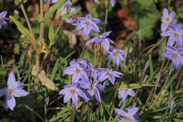 小さな紫色のハナニラの花