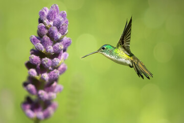 Hummingbird hovering close to white purple flowering plant