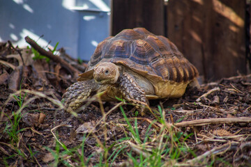 Juvenile tortoise exploring its new home grassy dirt backyard