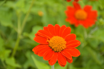 Red Fuchsia flowers blooming in Chatuchak Park, Bangkok, Thailand. Natural beauty